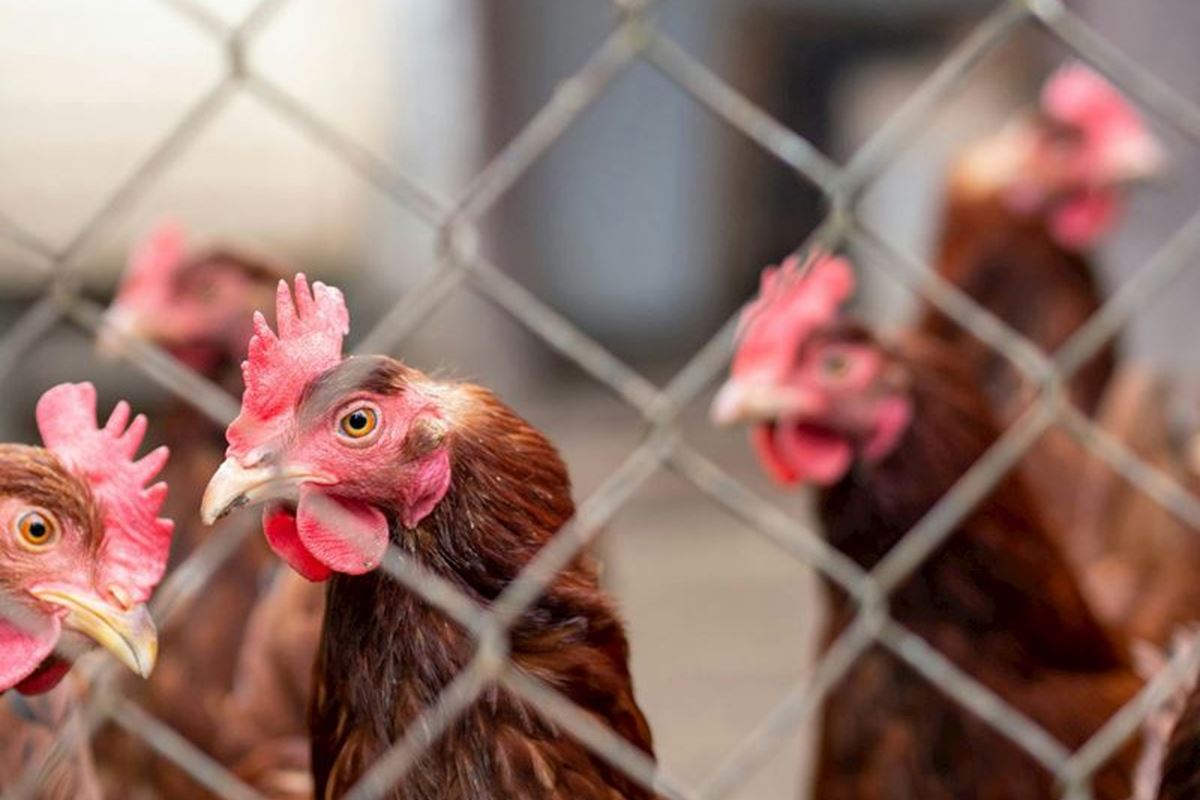 Protecting Your Poultry From Avian Influenza This Winter