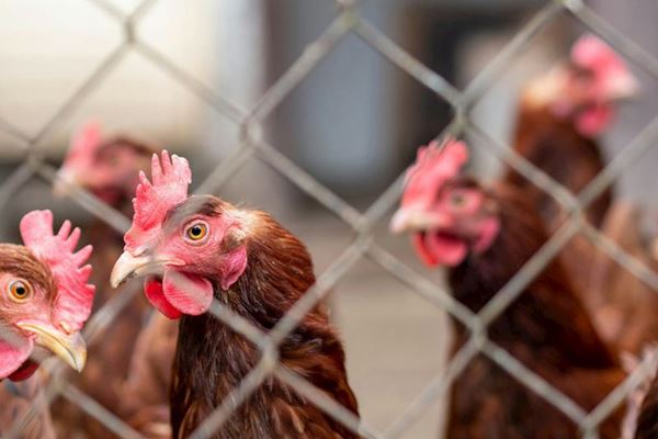 Protecting Your Poultry From Avian Influenza This Winter